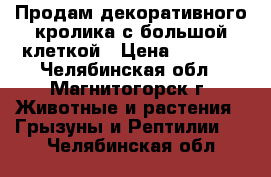 Продам декоративного кролика с большой клеткой › Цена ­ 1 700 - Челябинская обл., Магнитогорск г. Животные и растения » Грызуны и Рептилии   . Челябинская обл.